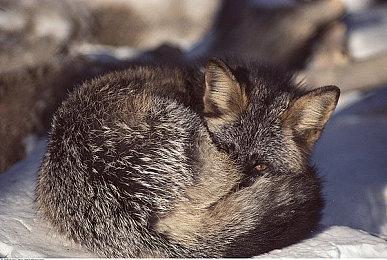 《自杀小队：战胜正义联盟》发售后追加离线故事模式